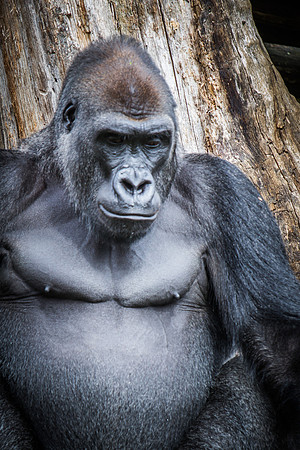 Smithsonian’s National Zoo