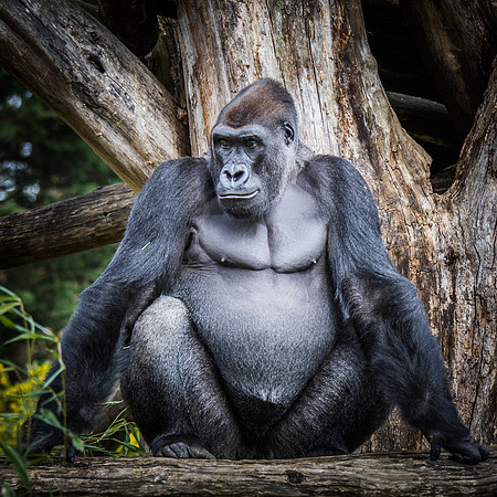 Smithsonian’s National Zoo