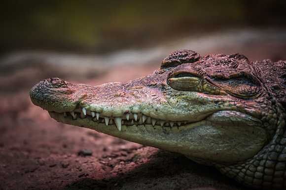 Smithsonian’s National Zoo