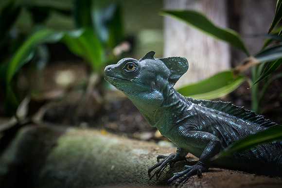 Smithsonian’s National Zoo