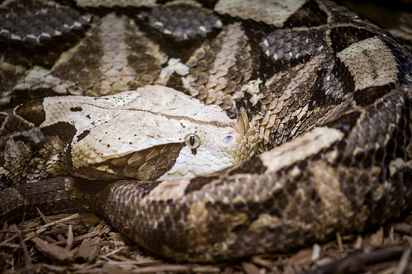 Smithsonian’s National Zoo