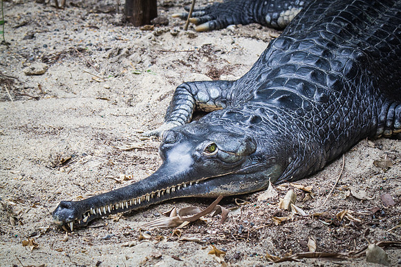 Smithsonian’s National Zoo