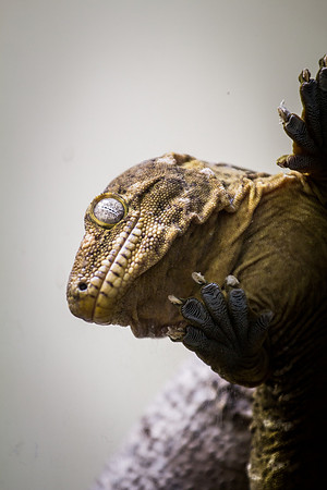 Smithsonian’s National Zoo