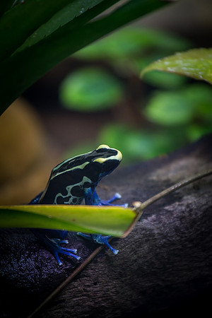 Smithsonian’s National Zoo