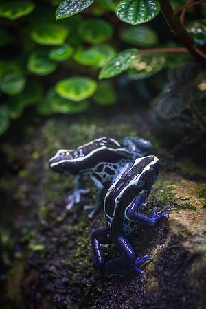 Smithsonian’s National Zoo