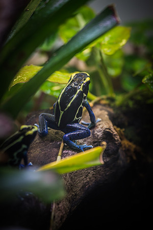 Smithsonian’s National Zoo