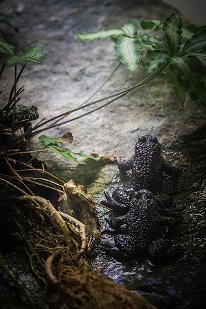 Smithsonian’s National Zoo