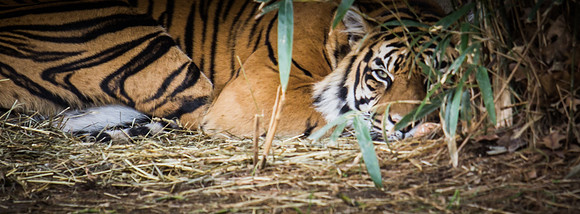 Smithsonian’s National Zoo