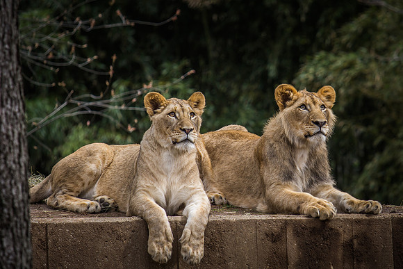 Smithsonian’s National Zoo