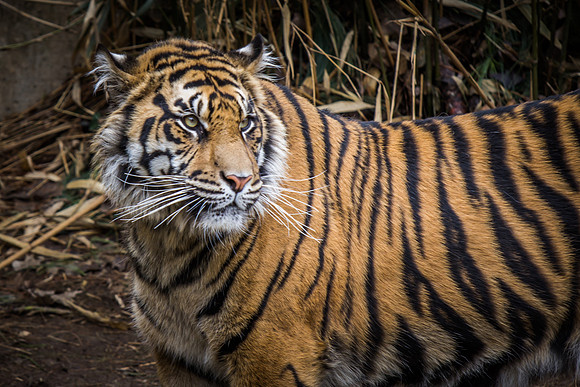 Smithsonian’s National Zoo