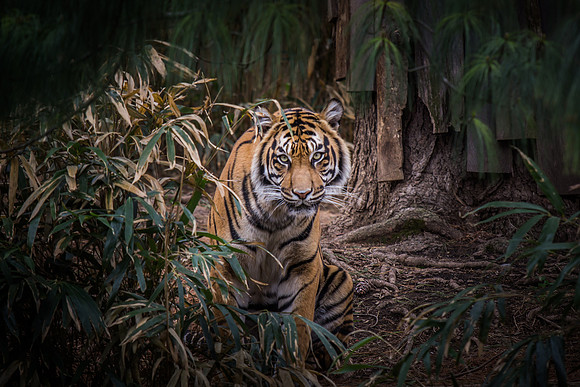 Smithsonian’s National Zoo