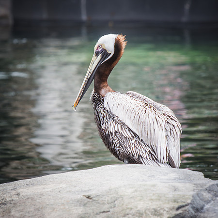Smithsonian’s National Zoo