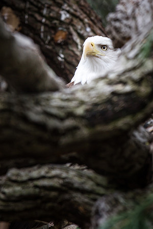 Smithsonian’s National Zoo