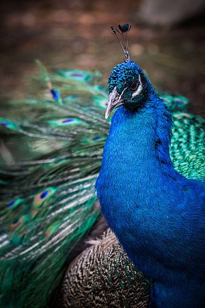 Smithsonian’s National Zoo
