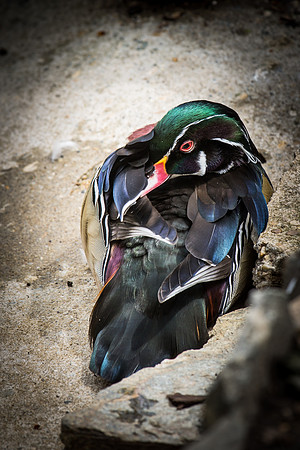 Smithsonian’s National Zoo