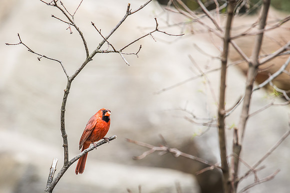 Smithsonian’s National Zoo