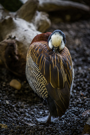 Smithsonian’s National Zoo