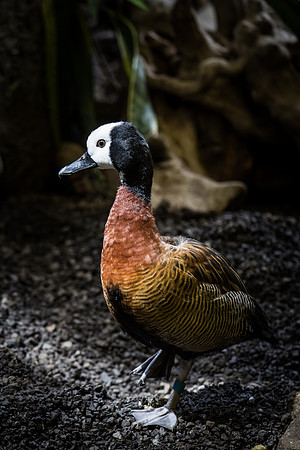 Smithsonian’s National Zoo