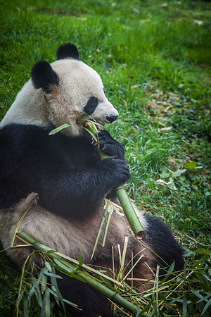 Smithsonian’s National Zoo