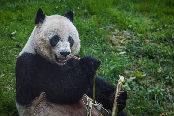 Smithsonian’s National Zoo