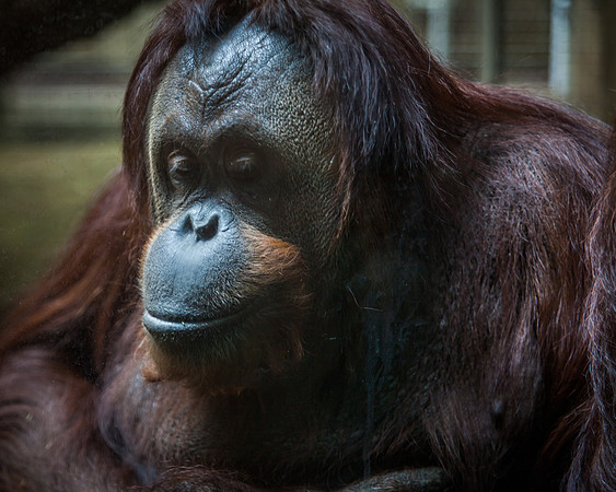 Smithsonian’s National Zoo