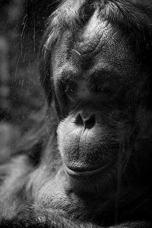 Smithsonian’s National Zoo