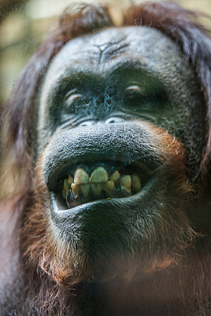 Smithsonian’s National Zoo