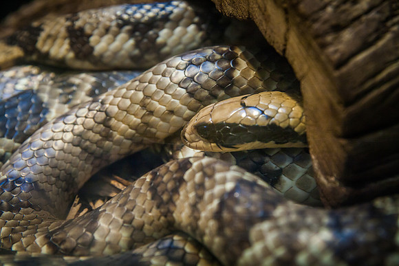 Smithsonian’s National Zoo
