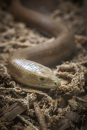 Smithsonian’s National Zoo