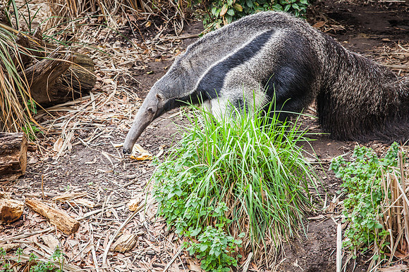 Smithsonian’s National Zoo