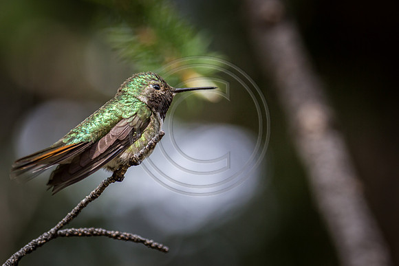 2014 june hummingbirds-3
