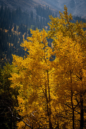 Golden Aspens