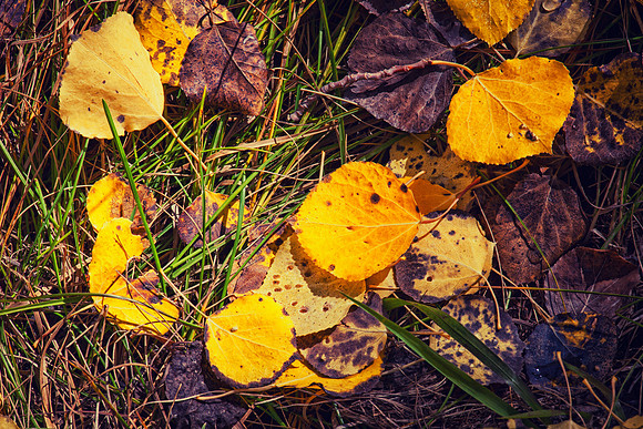 The Early Fallen