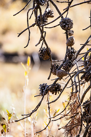 Cones