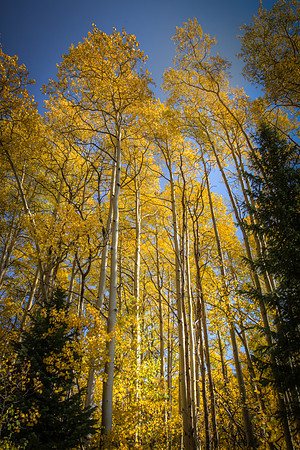 Tall Stand of Gold