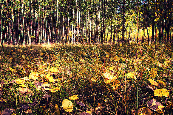 Aspen meadow