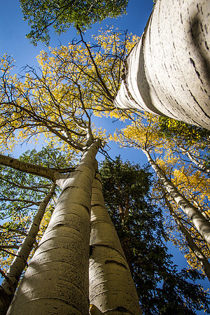 Stretch to the sky