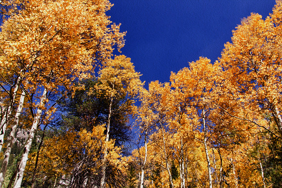 Interpretation of Fall