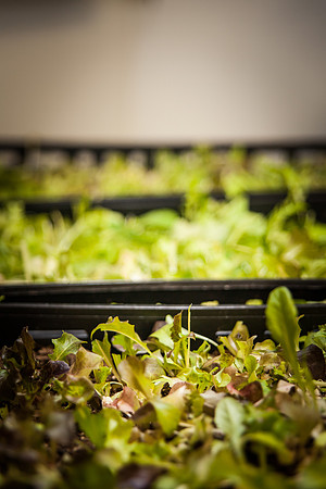 Farm 2 Table