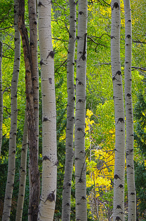 aspen oil