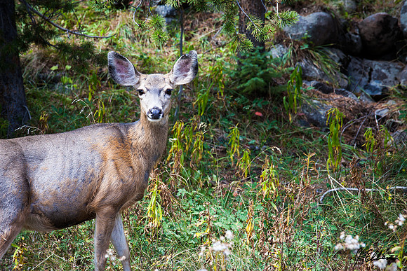 Marshall Pass Muley 1