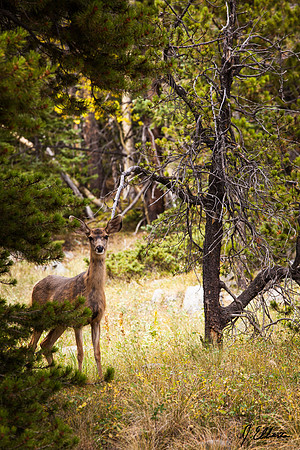 Marshall Pass Muley 2