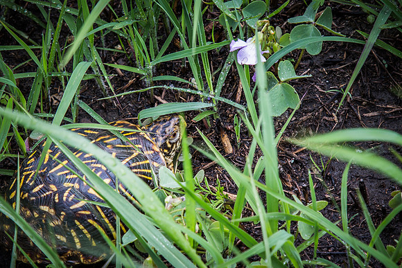 Smelling flowers in the rain