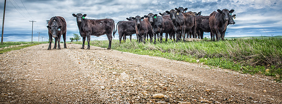 Bovine Blockade