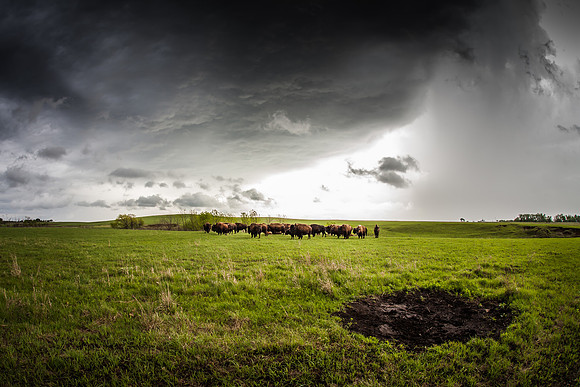 Bison Wallow