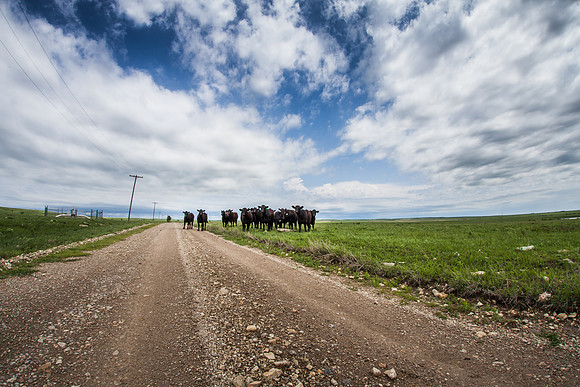 Bovine Blockade