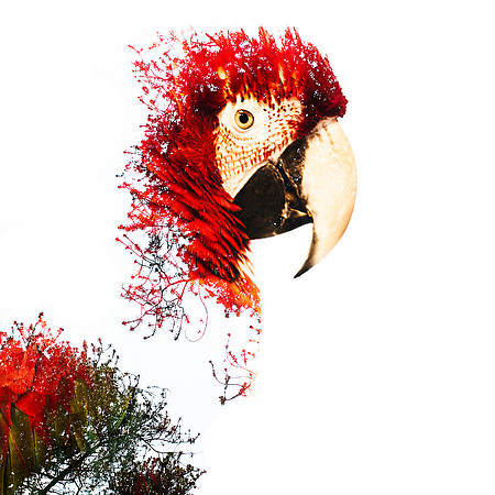 Pine Macaw