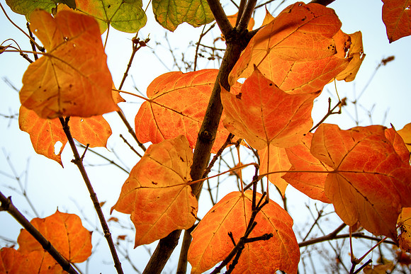 Kansas red fall 1