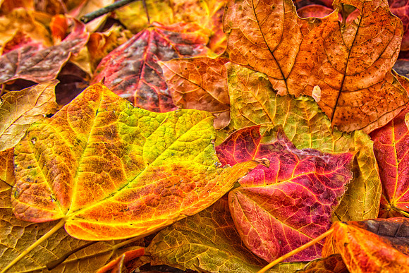 Kansas red fall 2