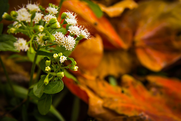 Last flowers of fall